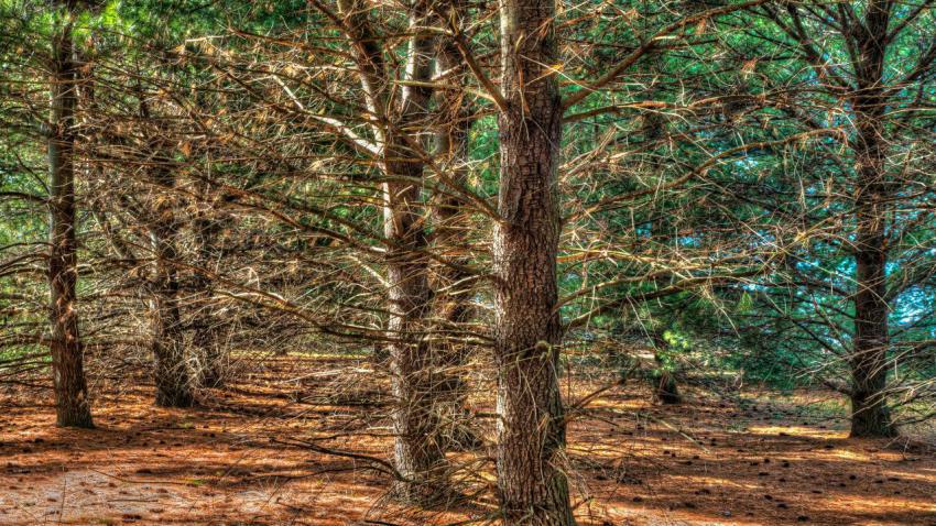 Magic Forest