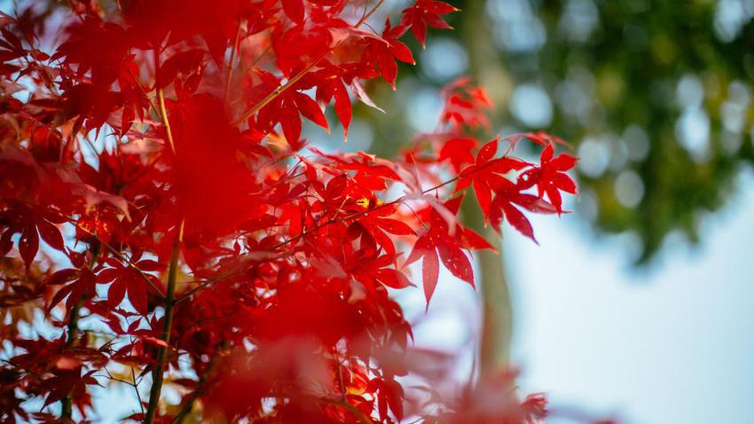 Momiji Jojakkoji Temple