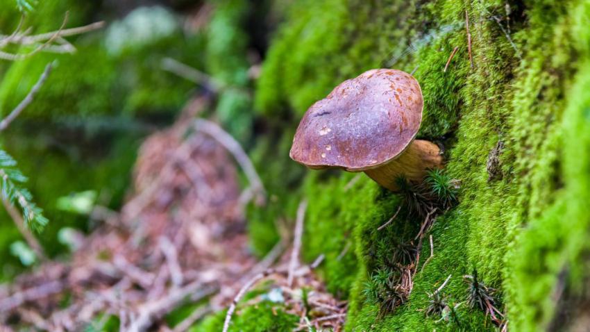 Mushroom