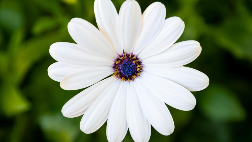 Natural Simplicity