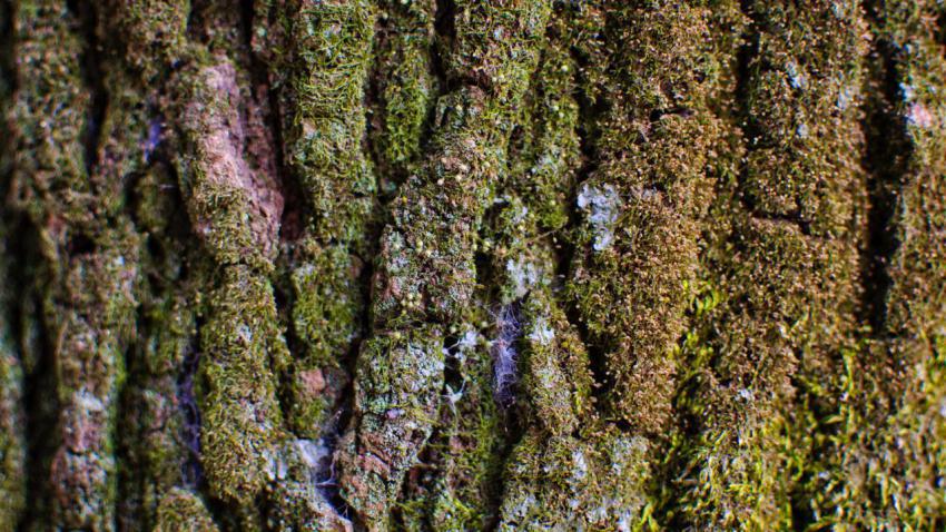Nature erases our mind