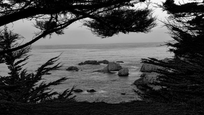 Ocean Through Cyprus Trees
