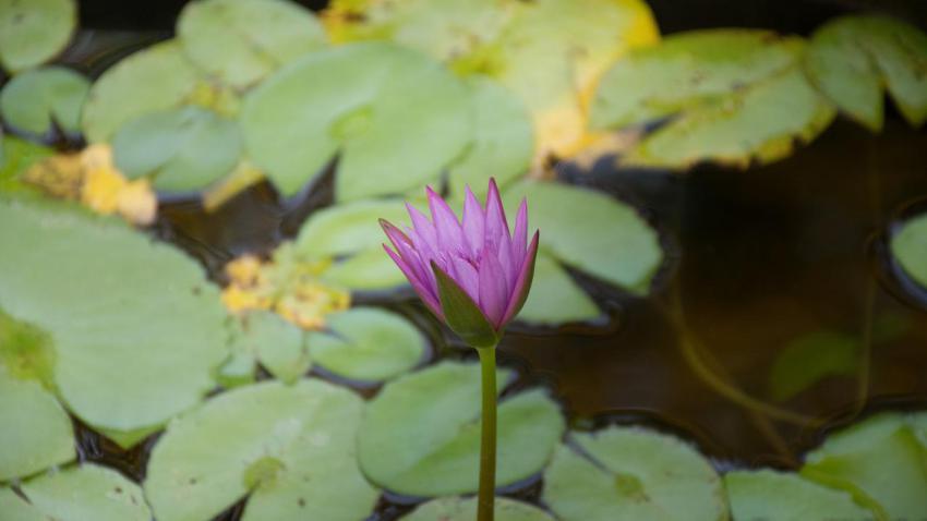 Office Lotus