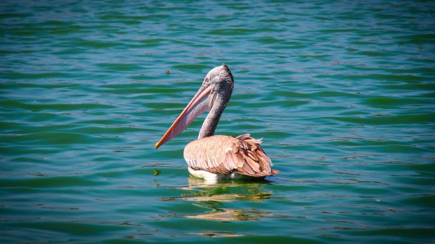 Pelican in Colombo