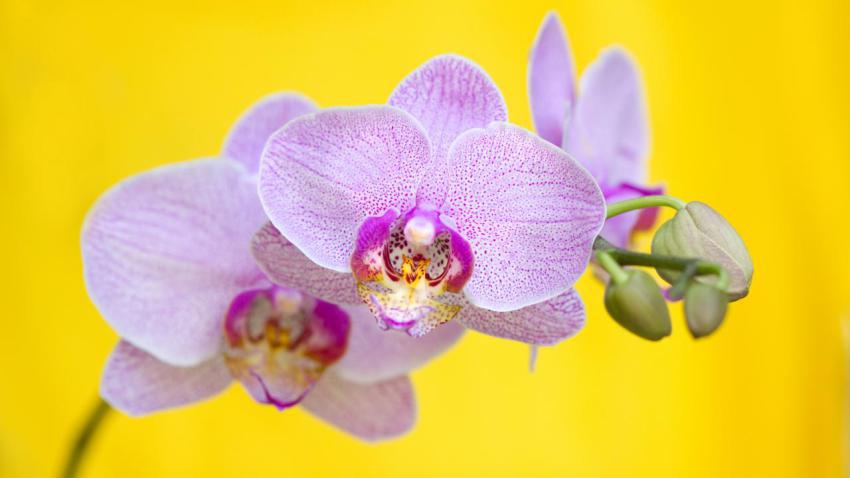 Phalaenopsis (no ID)