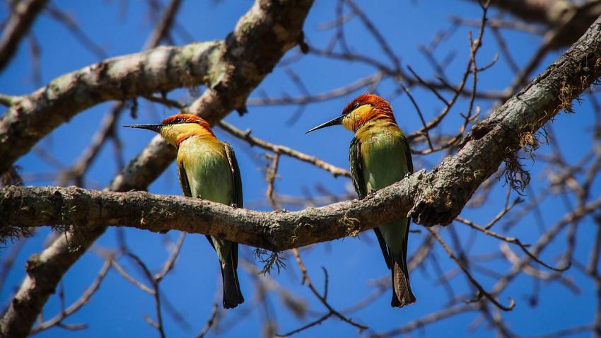 Posing Blue tailed bee eaters
