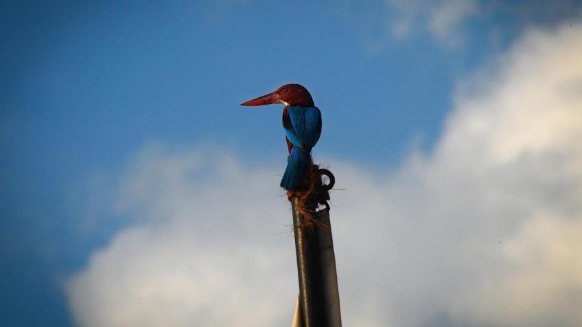 Posing Kingfisher