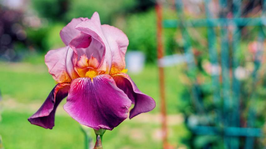 Purple flower