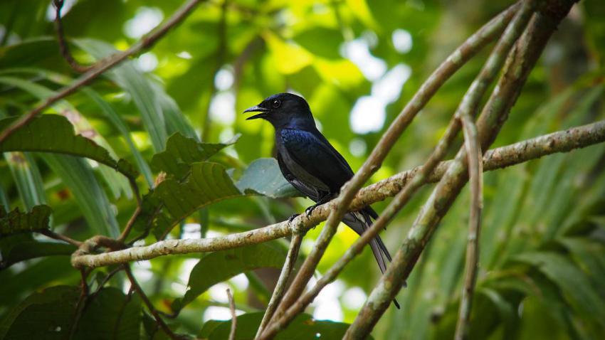 Pycnonotus Atriceps