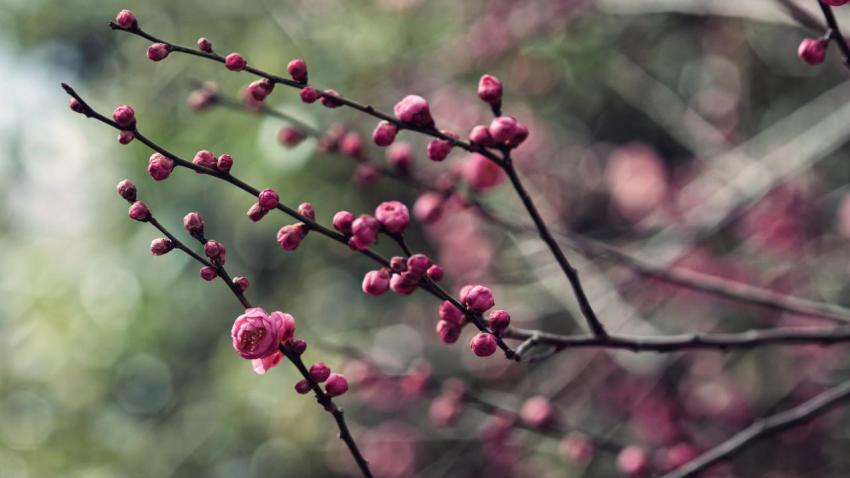 Rady for Spring