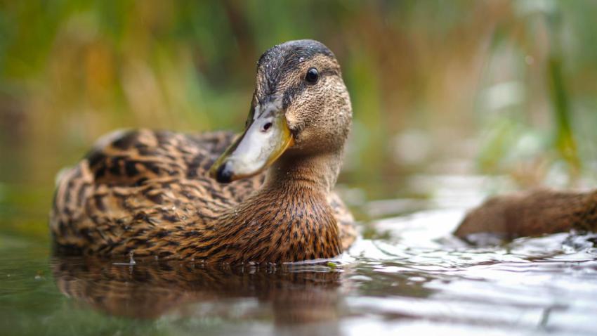 Rainy Duck