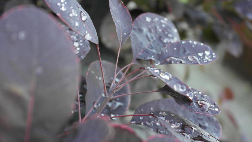 Raindrops