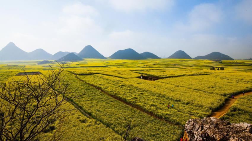 Rapeseed Fields in Luoping, Yunnan China