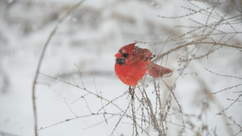 Red Bird