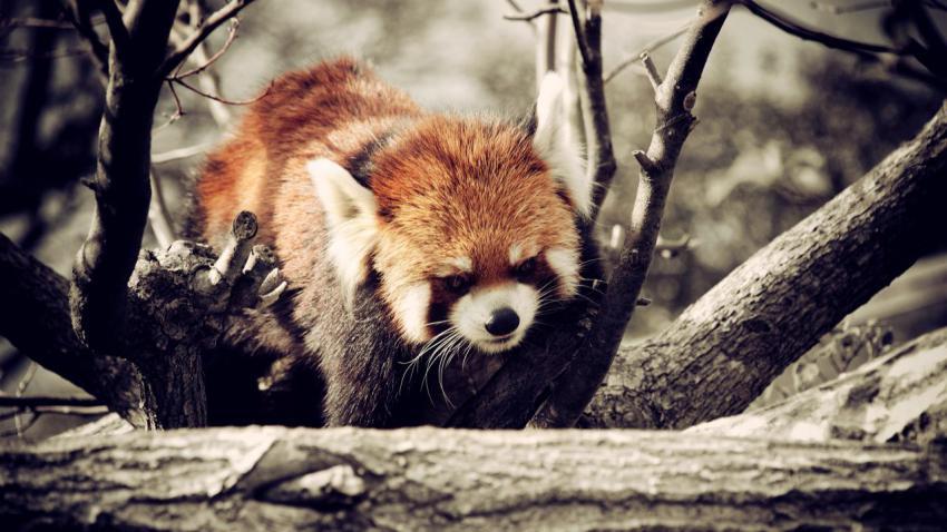 Red Panda