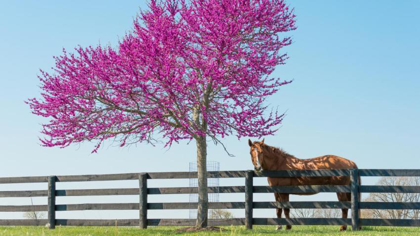 Redbud