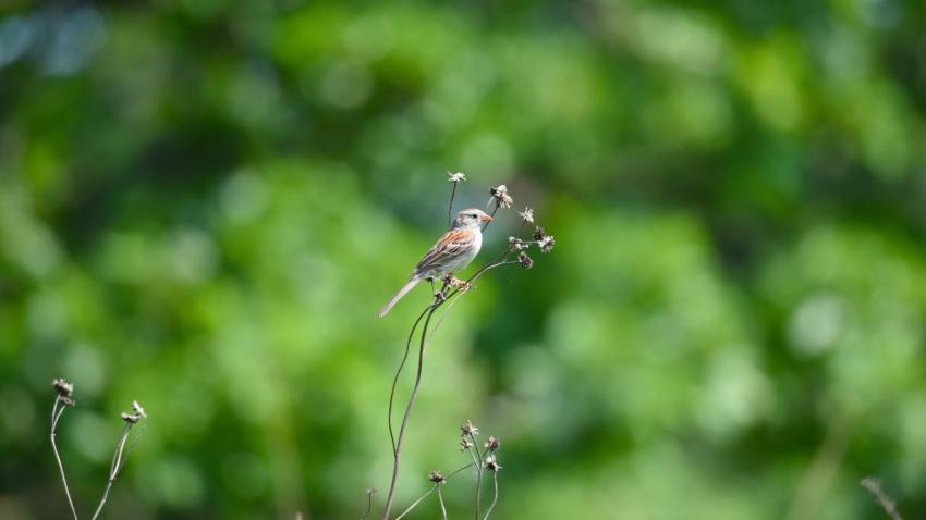 Resting bird in an early summer morning