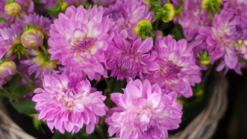 Rue Cler Flowers, Paris 2012