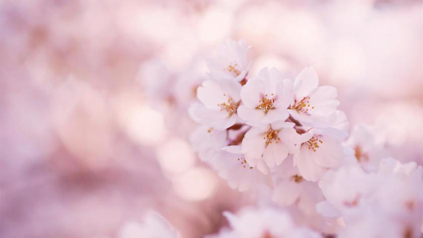 Sakura Flowers