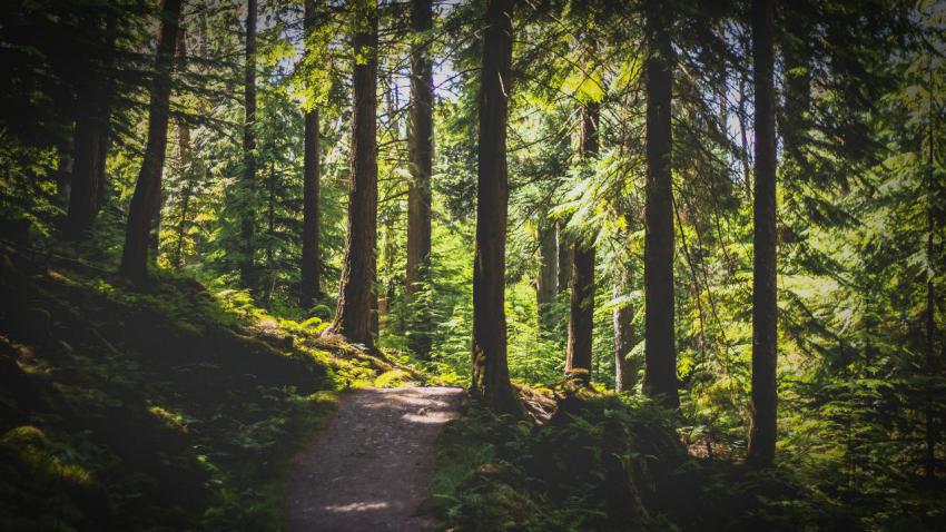 Scottish forest