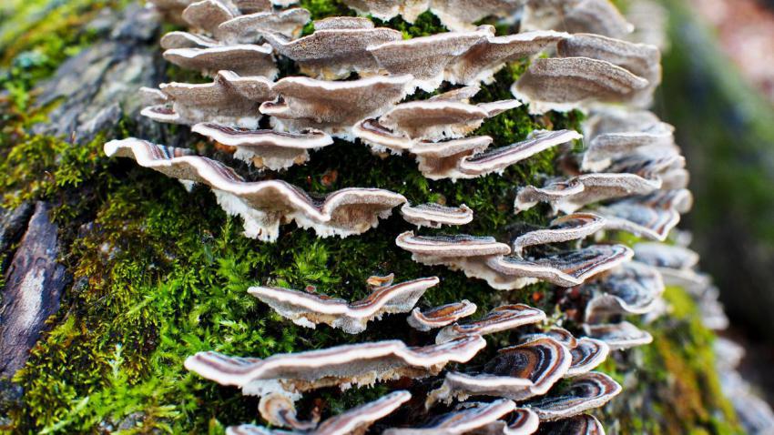 Shelf Mushrooms