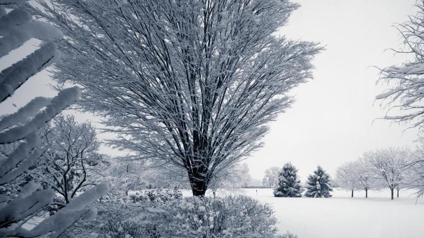 Snowy Day