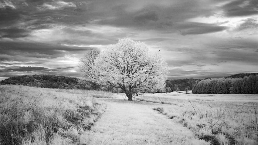 Solitude