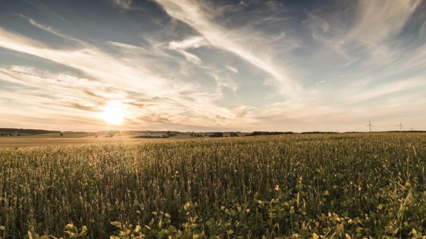 Soybean Sunset