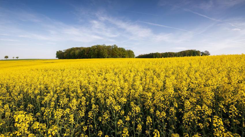 Spring Field