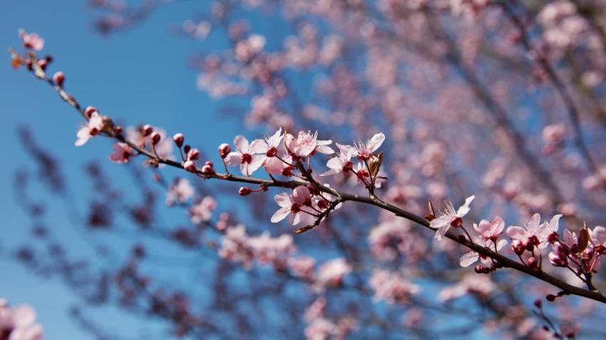 Spring II