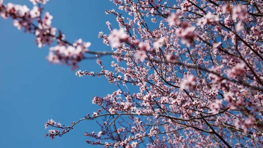 Spring