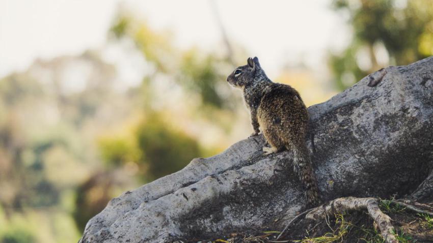 Squirrel in San Diego Botanic Garden