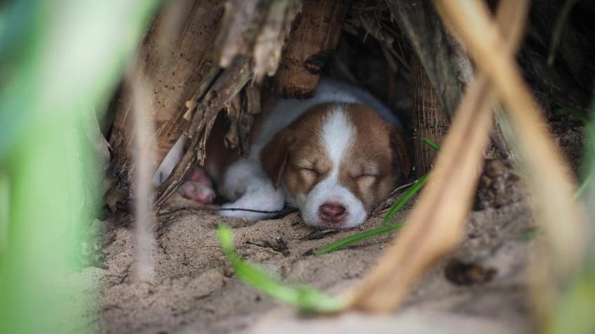 Sri Lankan Puppy
