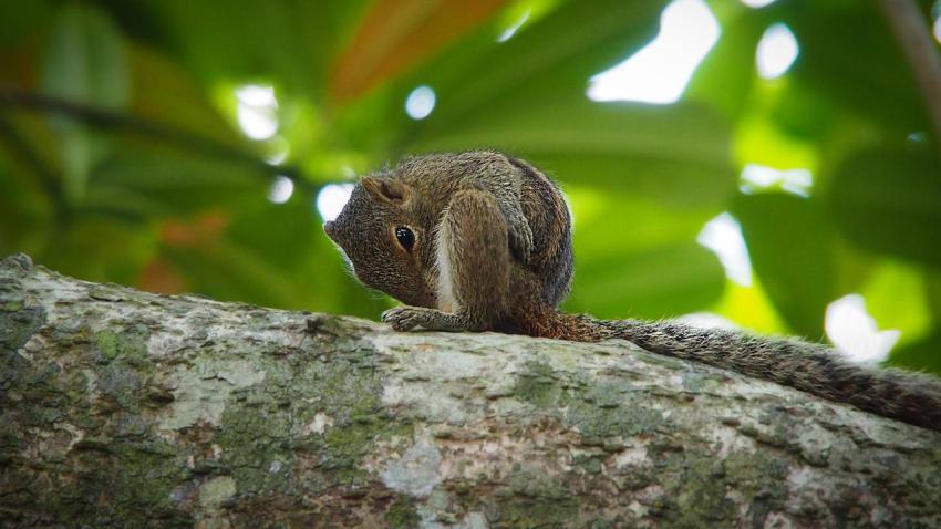 Squirrel needs a Bath