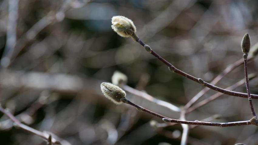 Star Magnolia