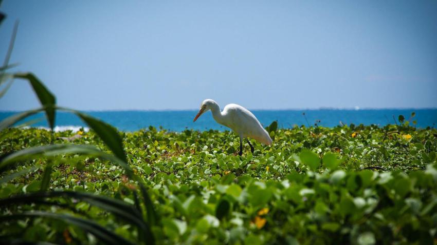 Stork at the Beach