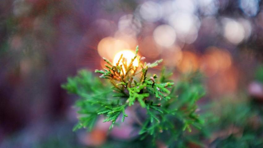 Sun Bloom