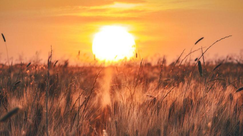 Sunburned fields