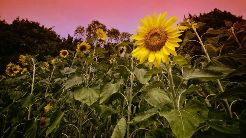 Sunflowers in sunset