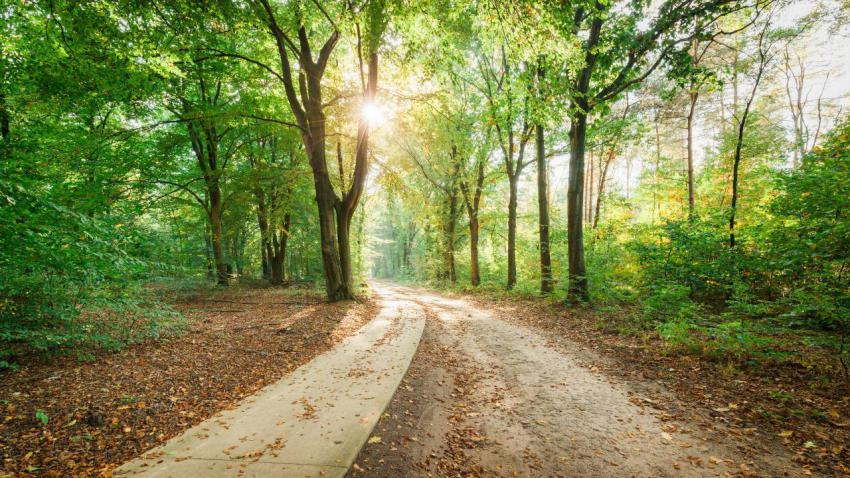 Sunny Forest Walk II