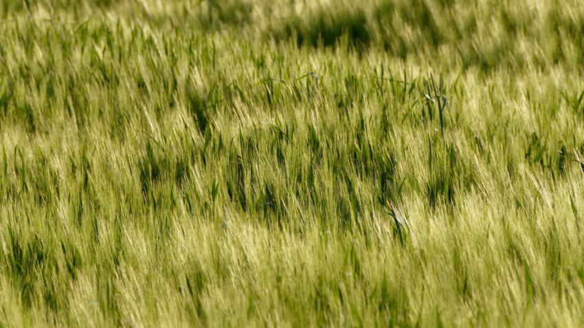 Sunset grass