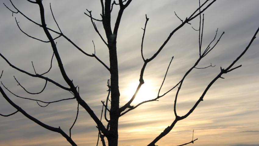 Sunset Silhouette2
