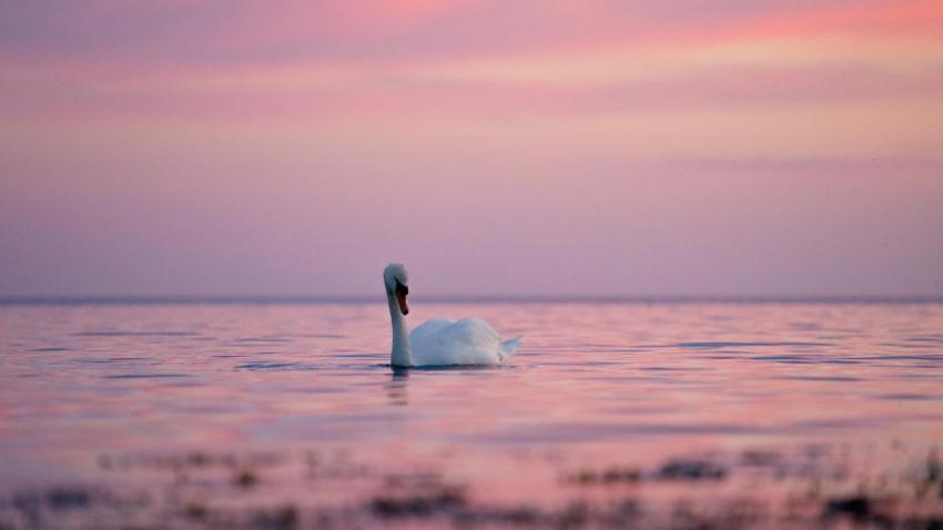 Swan at sunset Eno, Denmark