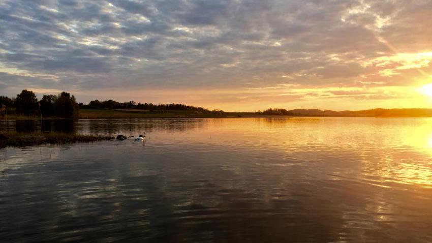 Swedish swan at sunset