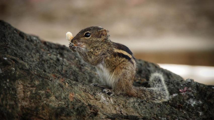Sweet Asiatic Striped Palm Squirrel