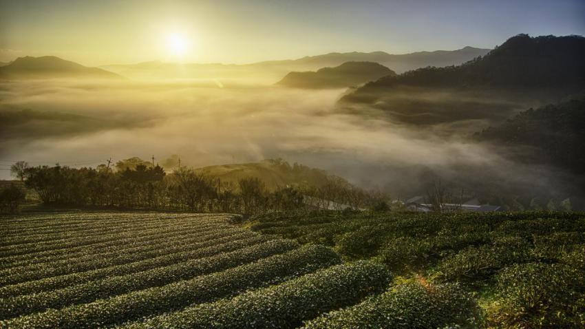 Tea garden