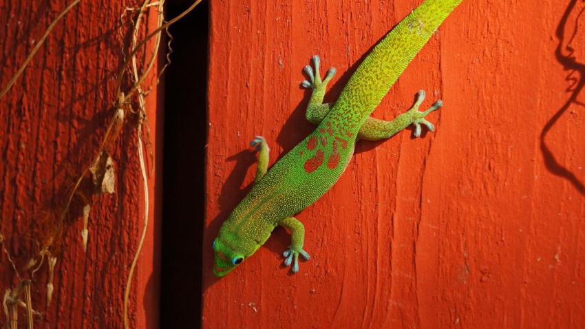 Ted's Gecko