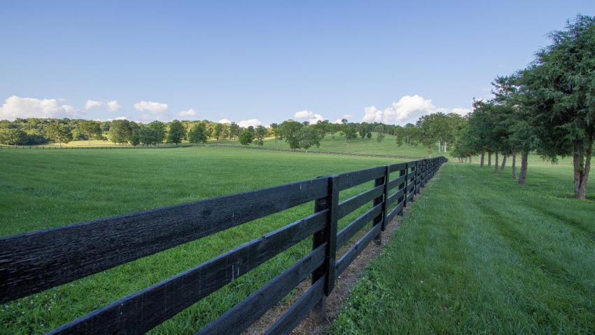 Tennessee Bliss