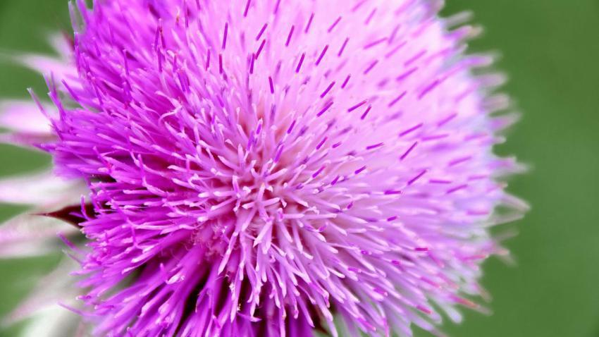 Texas Thistle