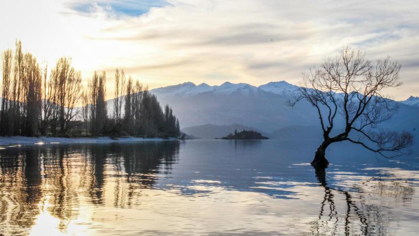 That Wanaka Tree